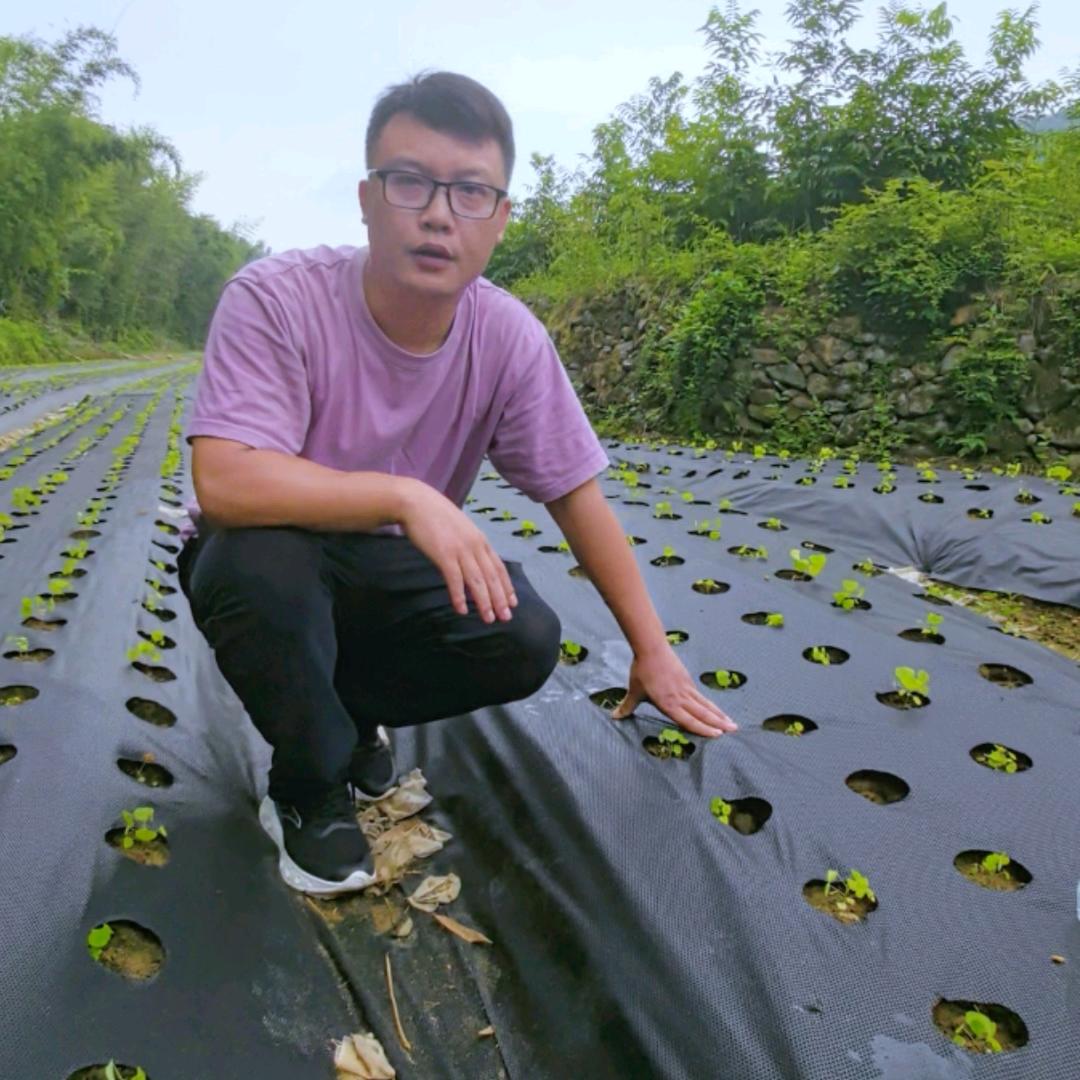 生态除草先峰（农用防草布）