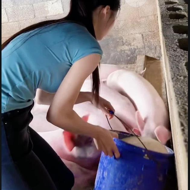 莉莉聊养猪