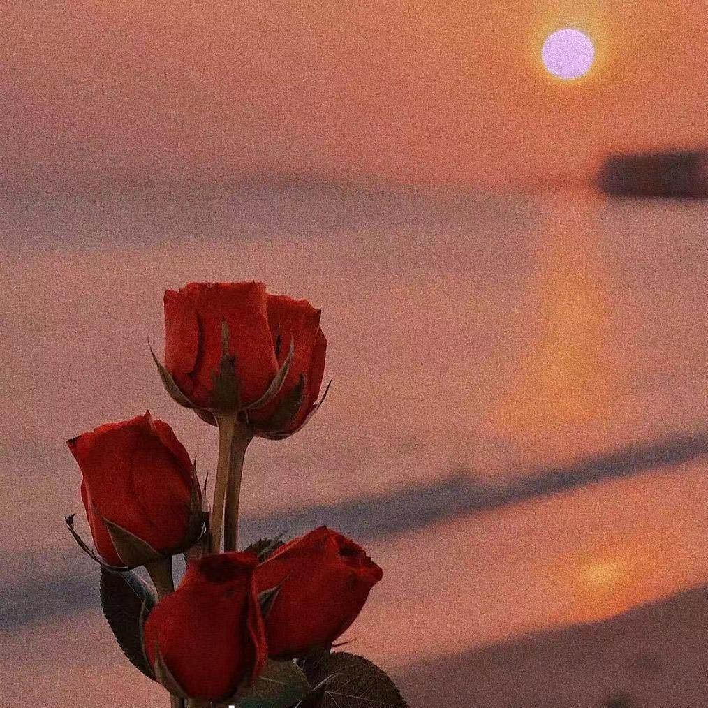 夕阳玫瑰