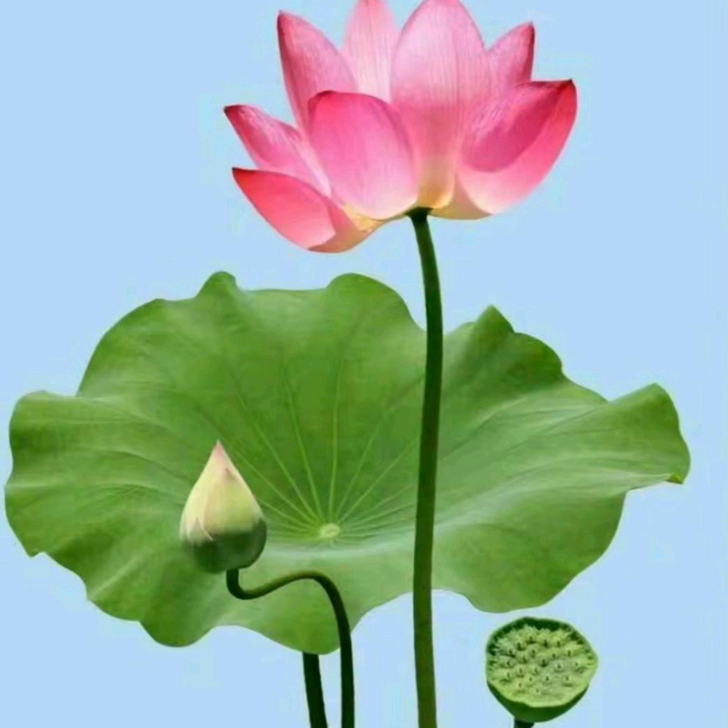 素颜