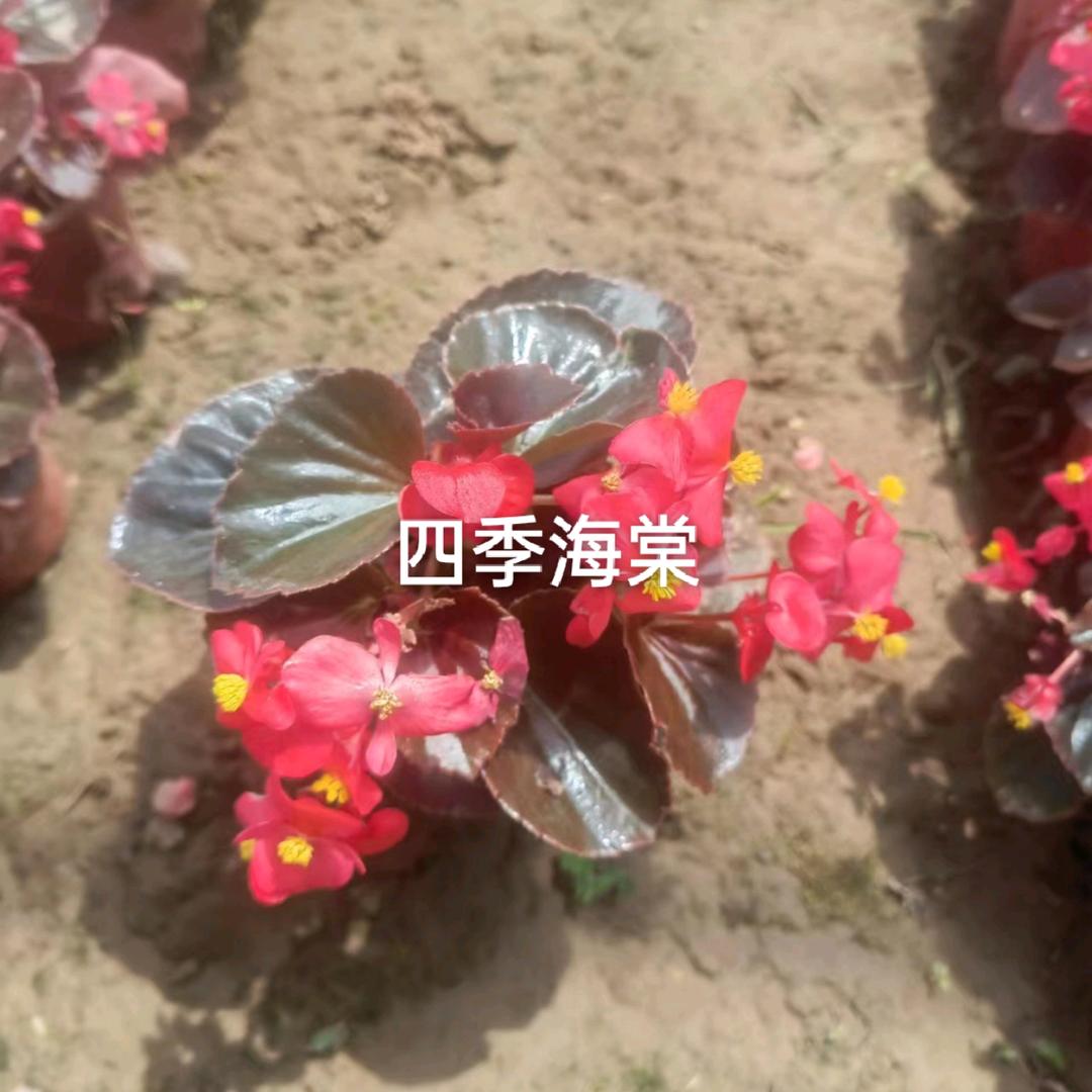 鑫特苗圃