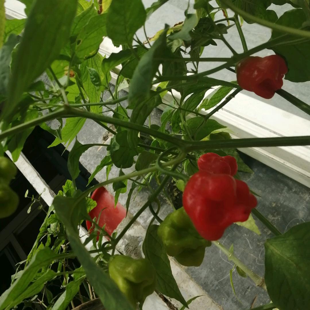 小荣姐大小号同名用大号播晚8点10