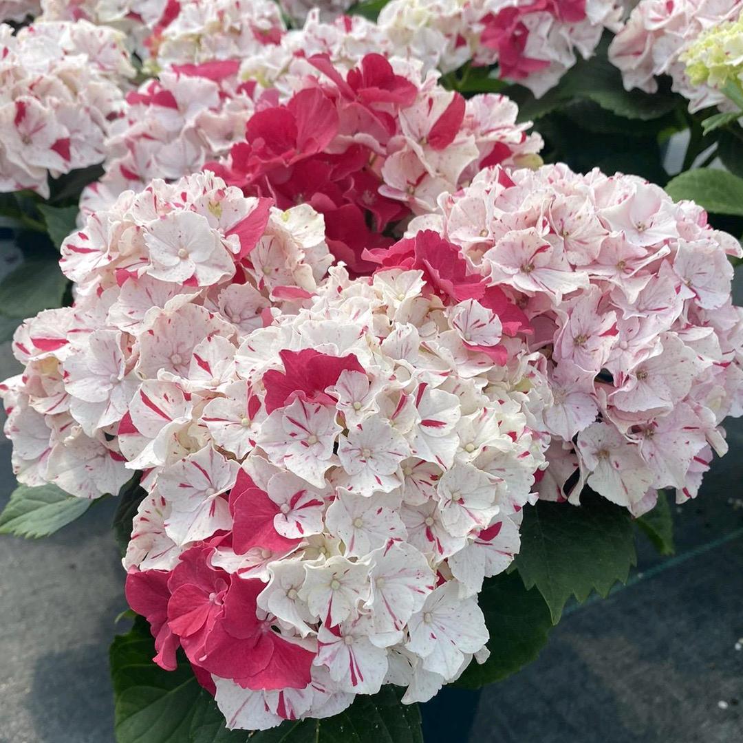 扬子花卉