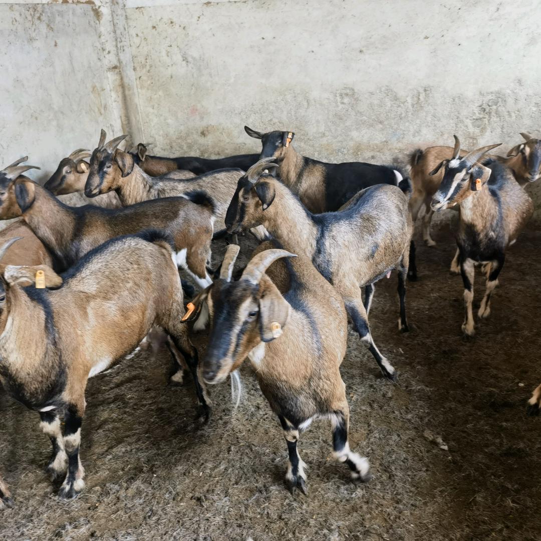 黔北麻羊肉批发中心(贵州习水)