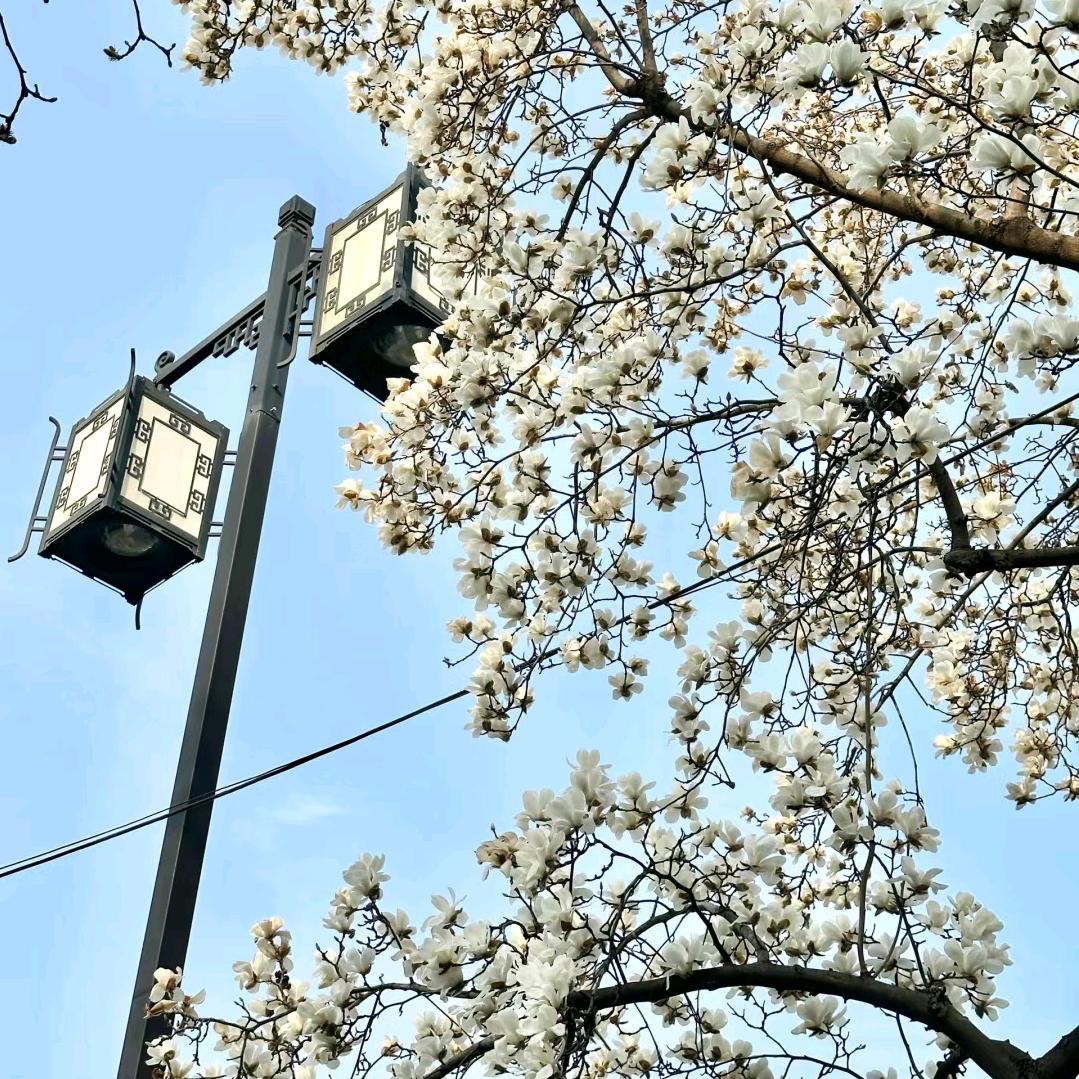 茉莉花开_头像