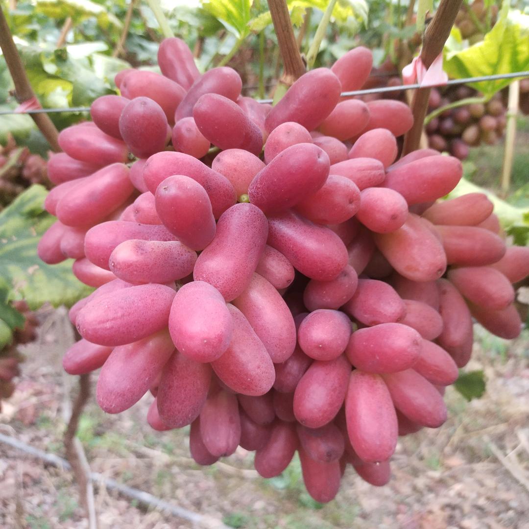 恒松鑫旺商贸公司
