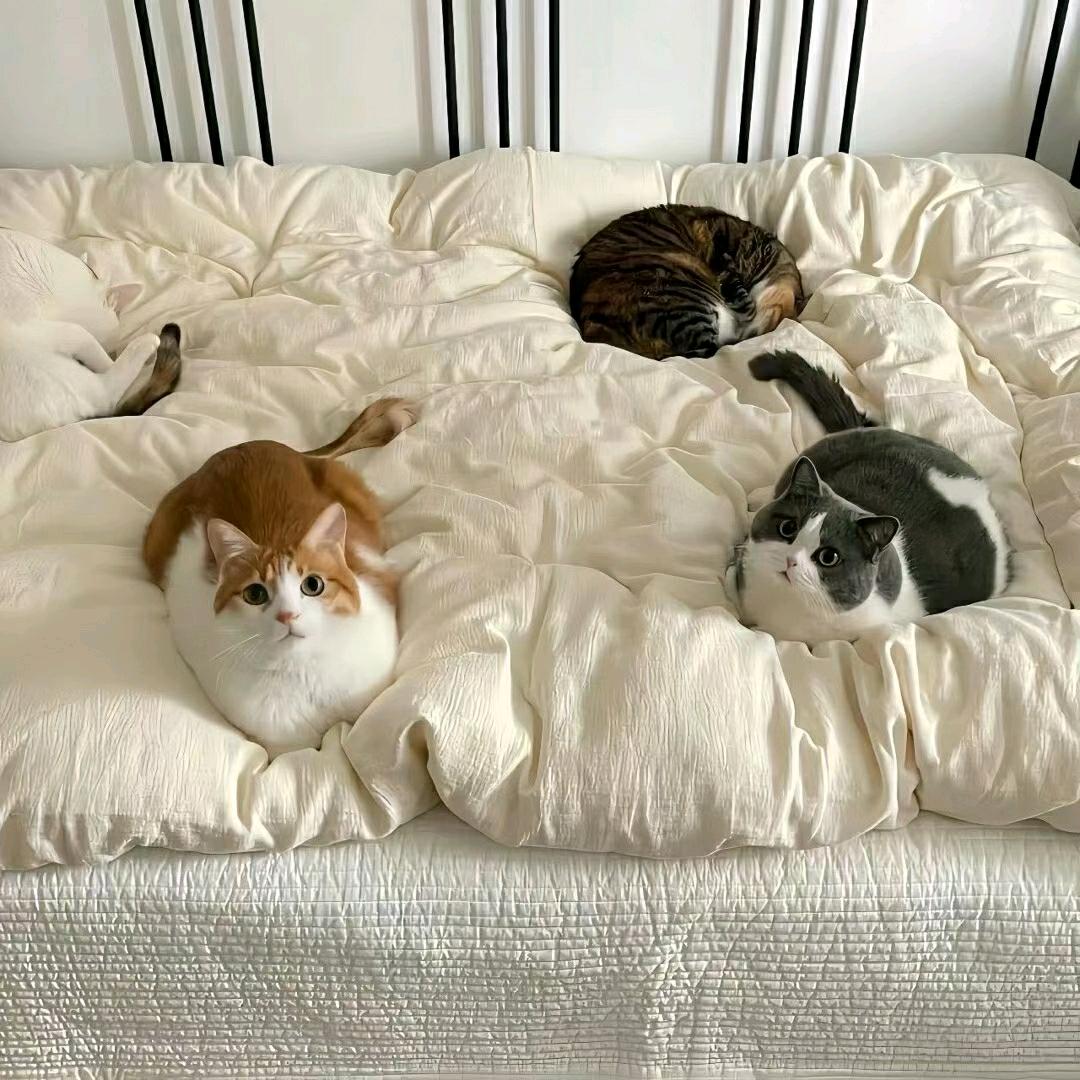 黑 .  芝麻🥥(接绘画)