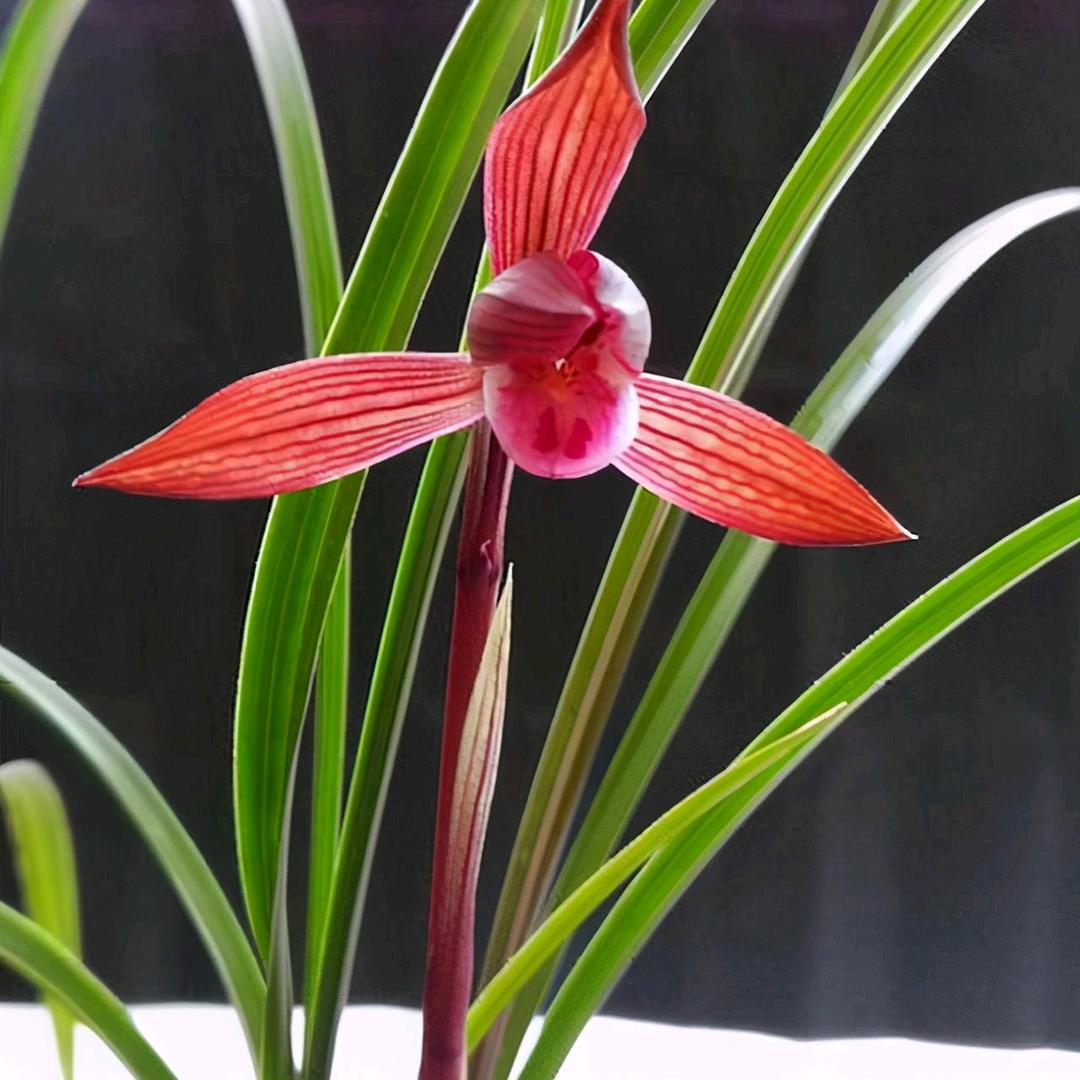 阿杰兰花