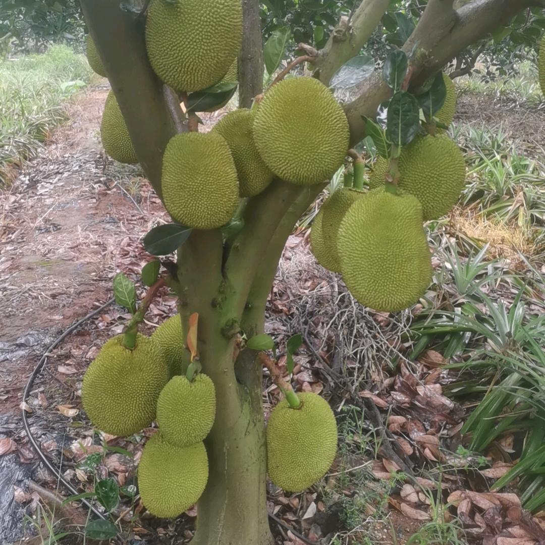 蔡篮子农场