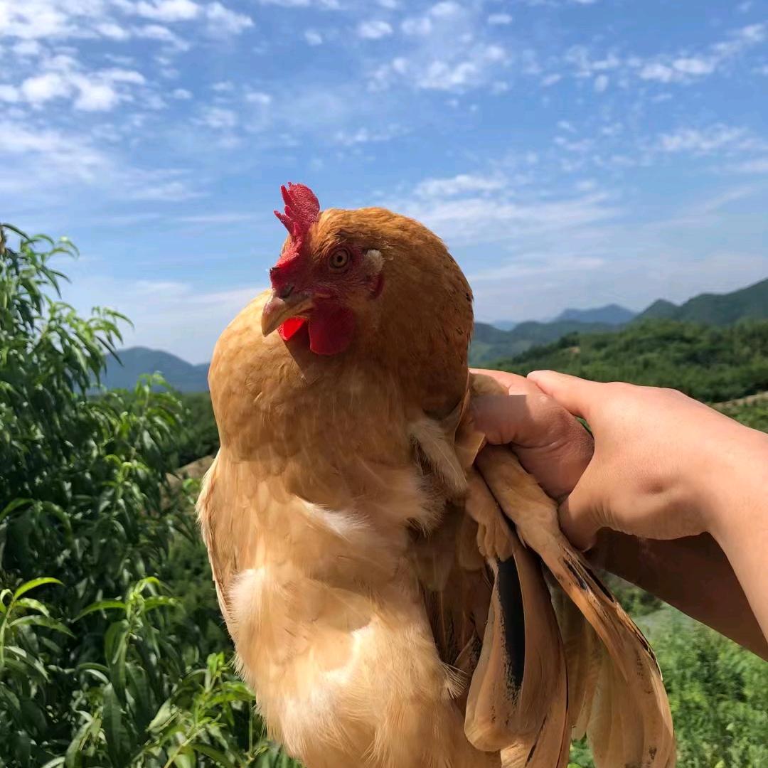 临安阿军土特产