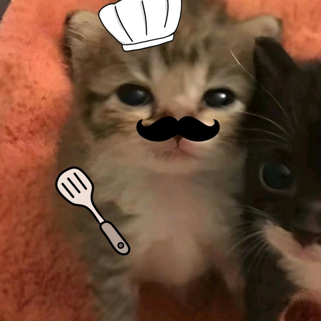 ⁺✞ʚ猫猫酱の重度依赖ɞ✟₊