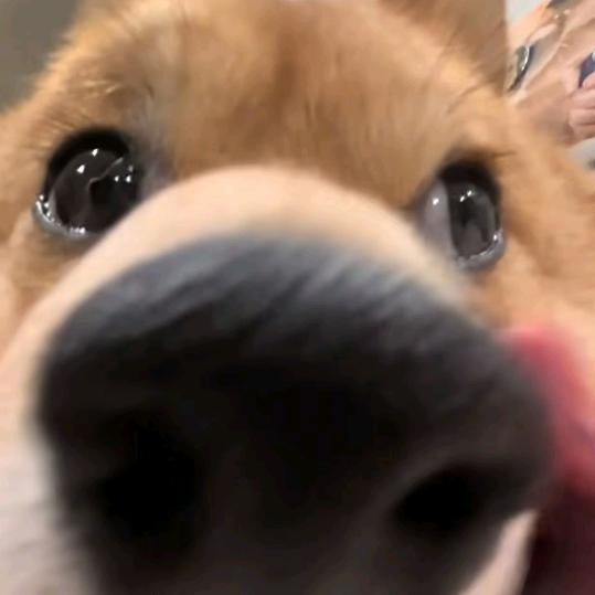 龙龙龙王