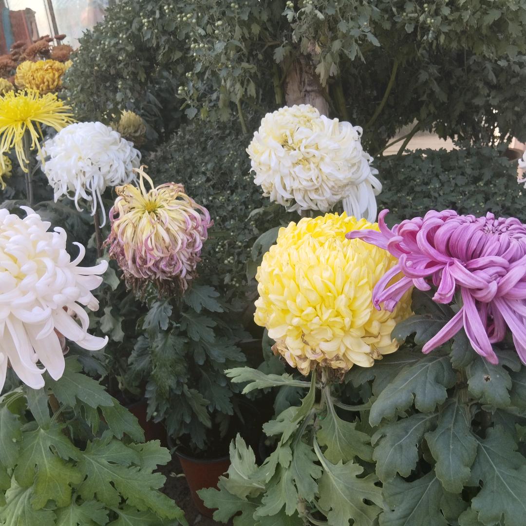 芝麻开花节节高（拒私聊！拒和拍）