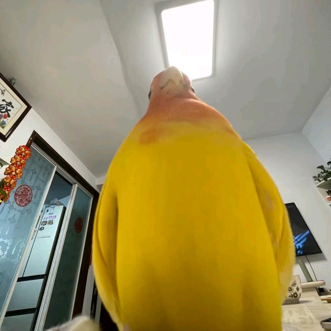 咸鱼梦想家-炒股版