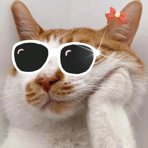 猫咩咩～