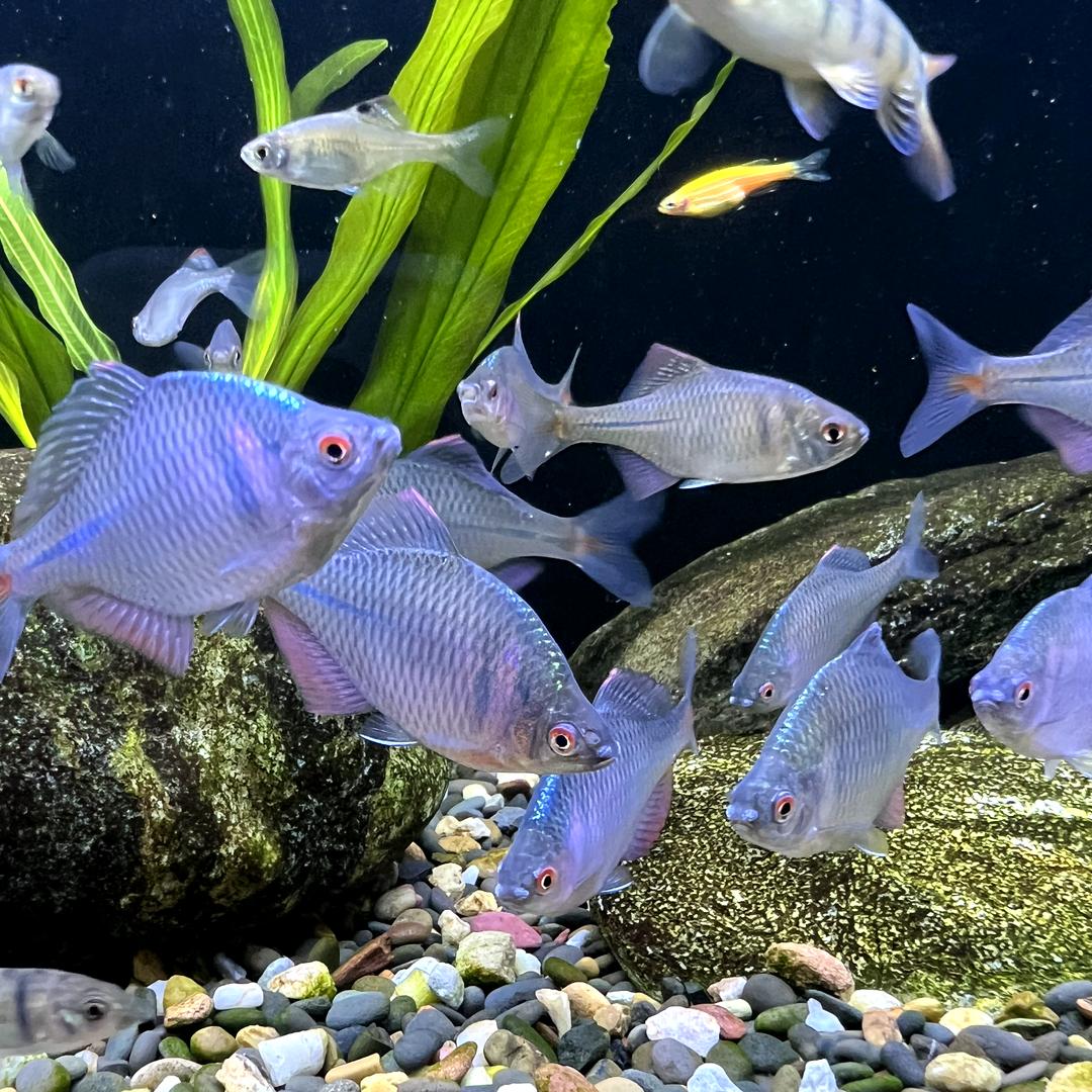 溪流鱲斑马