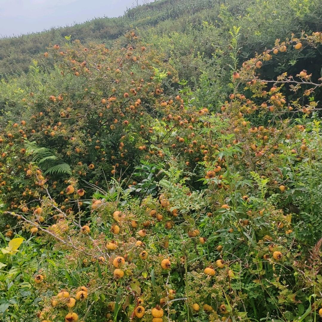 情花有毒