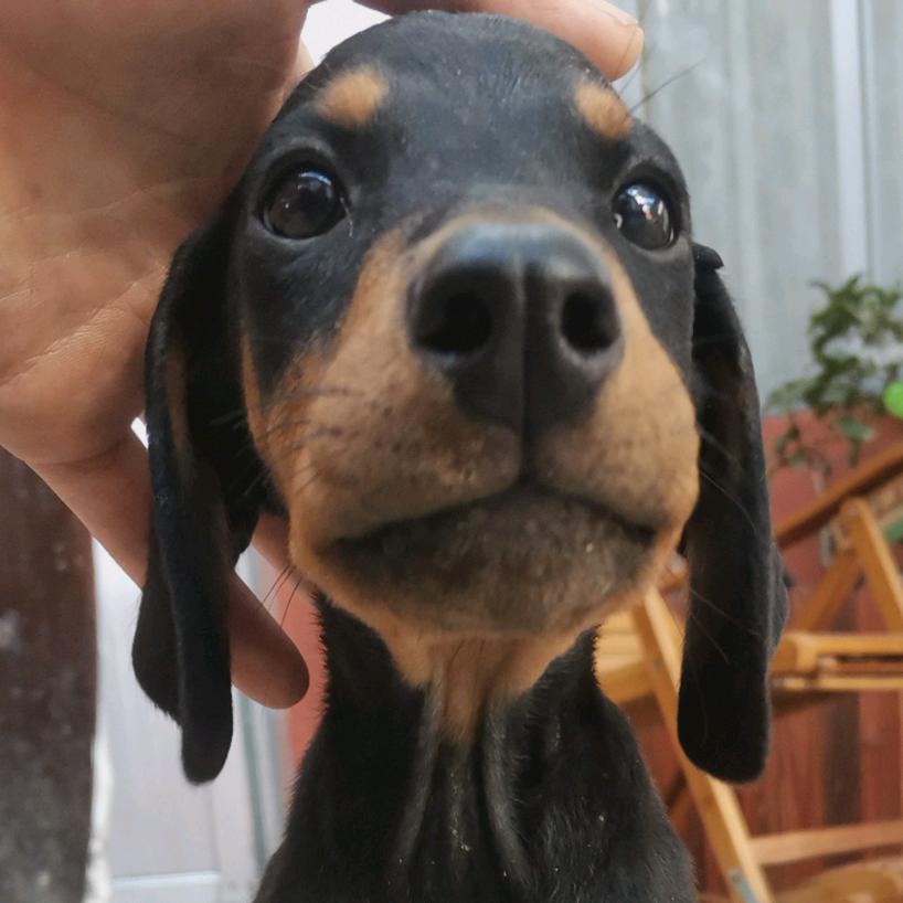 莫凡宠物食品 犬用生骨肉