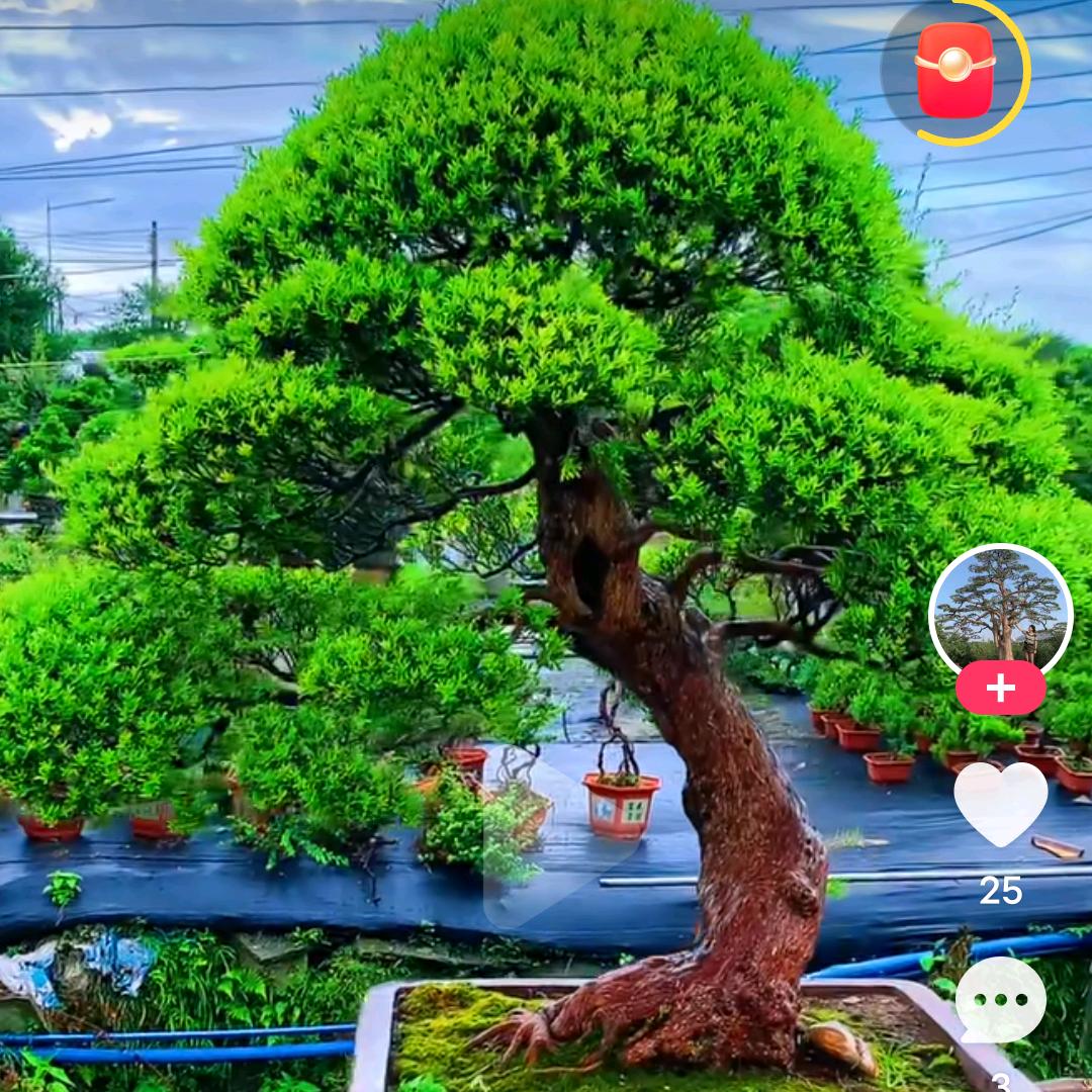 张董