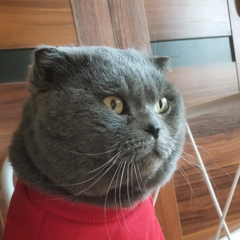 多宝不是鱼