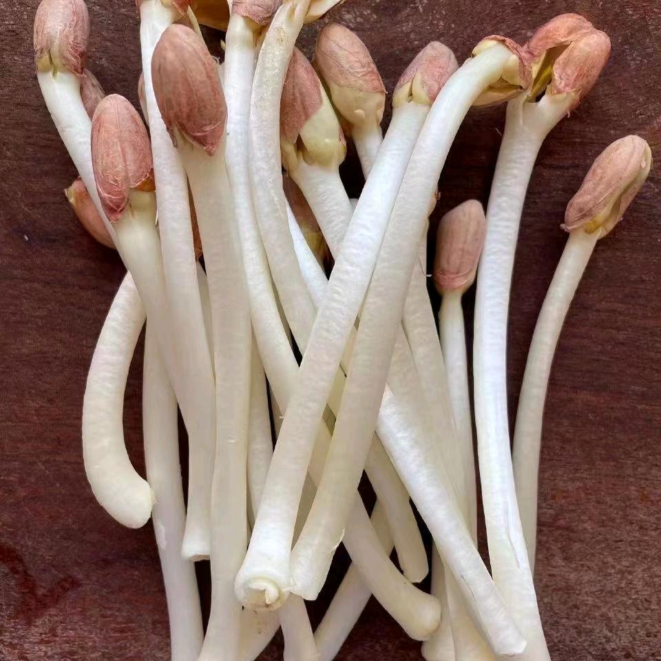 井水芽苗菜 小张