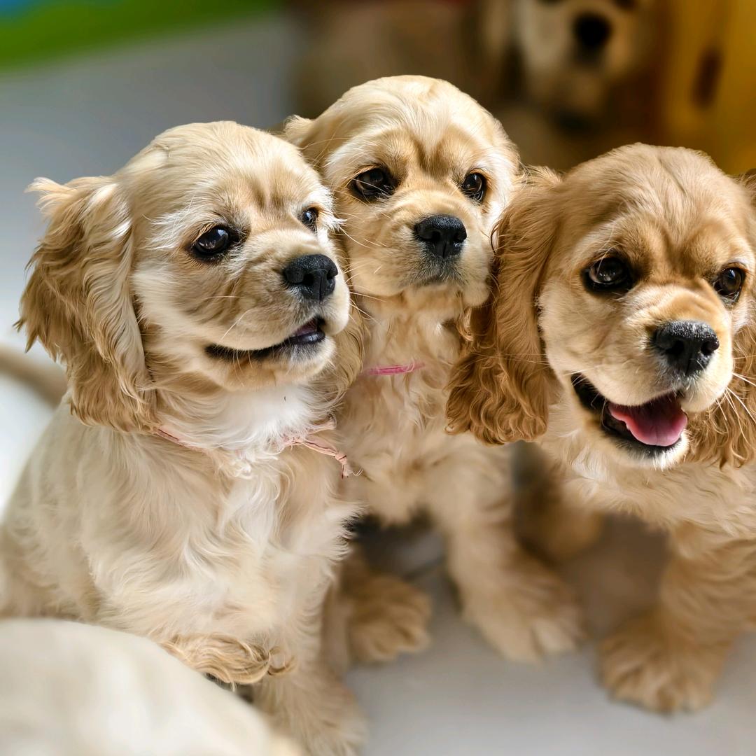 美卡妹妹多乐 313（买🐶丝信）