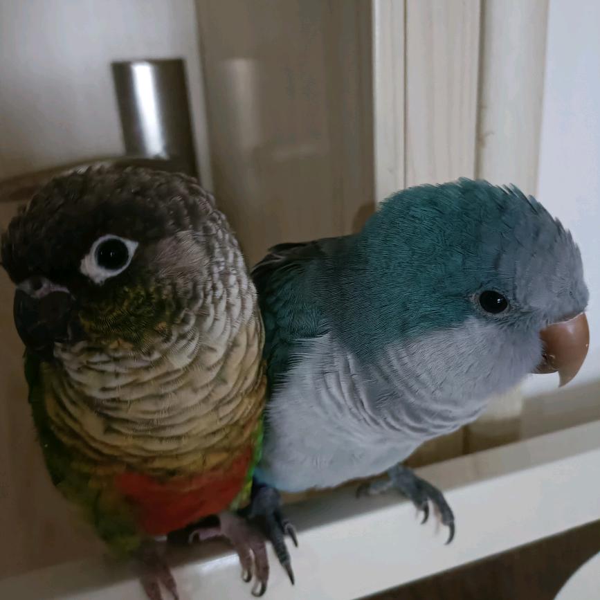 风仙和她的鹦鹉🦜