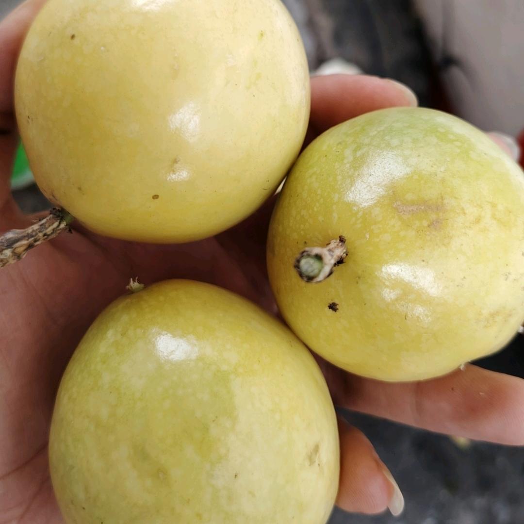 昌达果业   百香果供应链