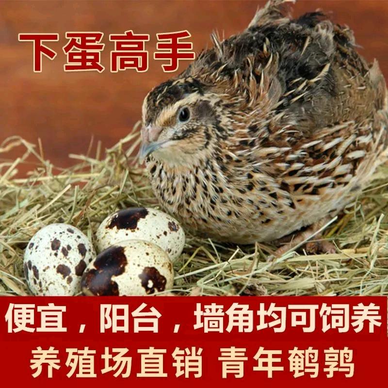 老梵诺宠物店