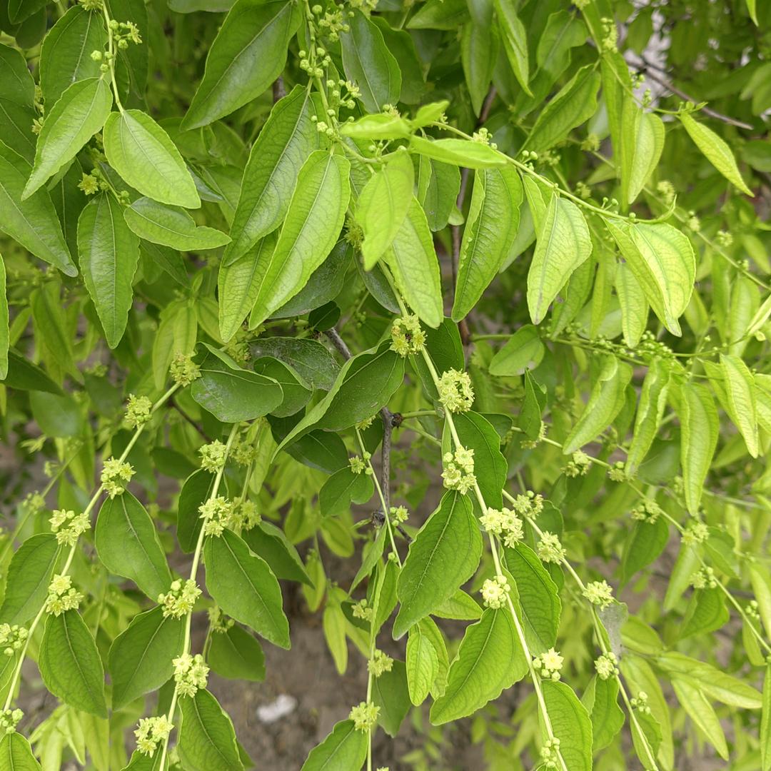 业骞
