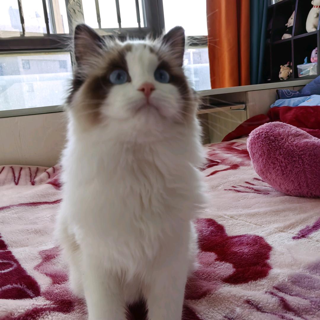 小呆呆九月是布偶猫
