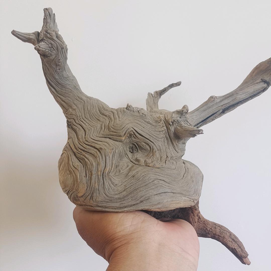 北太行崖柏精选