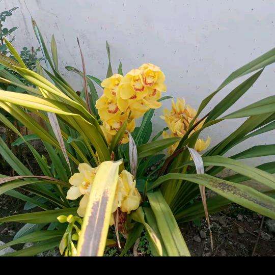 花开花又谢