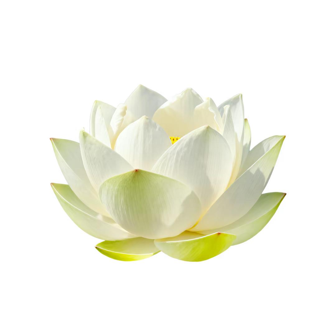 鸭鸭吖豆包⁷