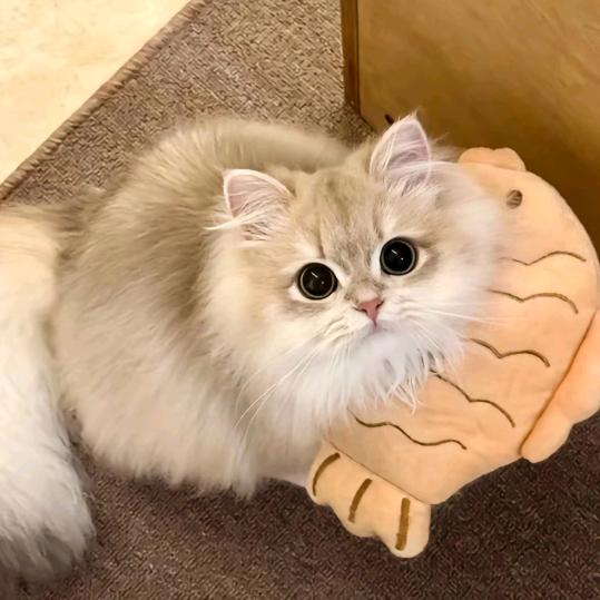 龙龙