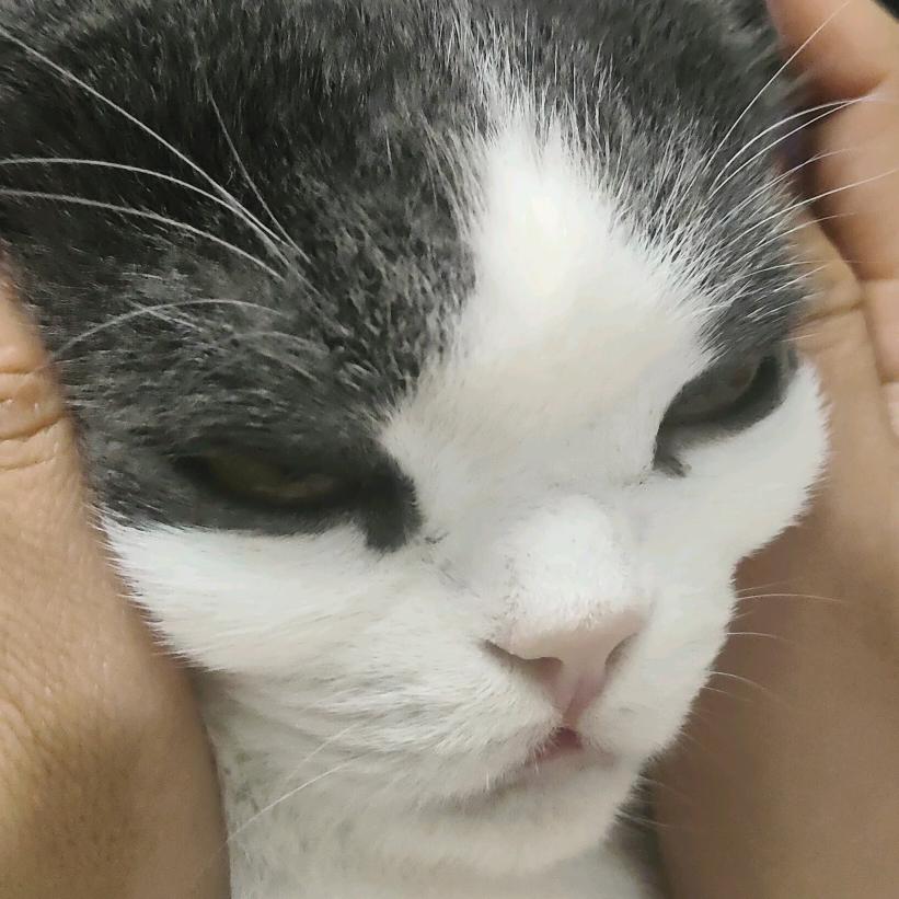 草色遥看近却吴