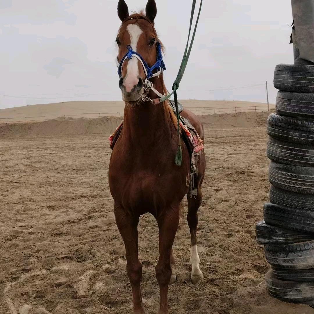 奥斯曼艾力🐎