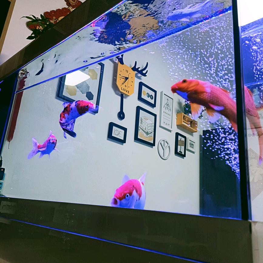 凤飞翱翔求其凰