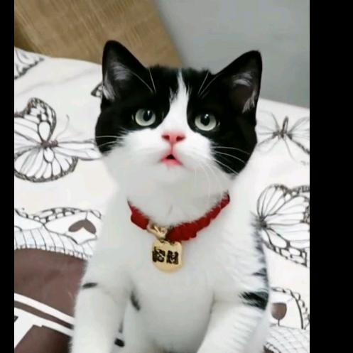 陈家三小姐