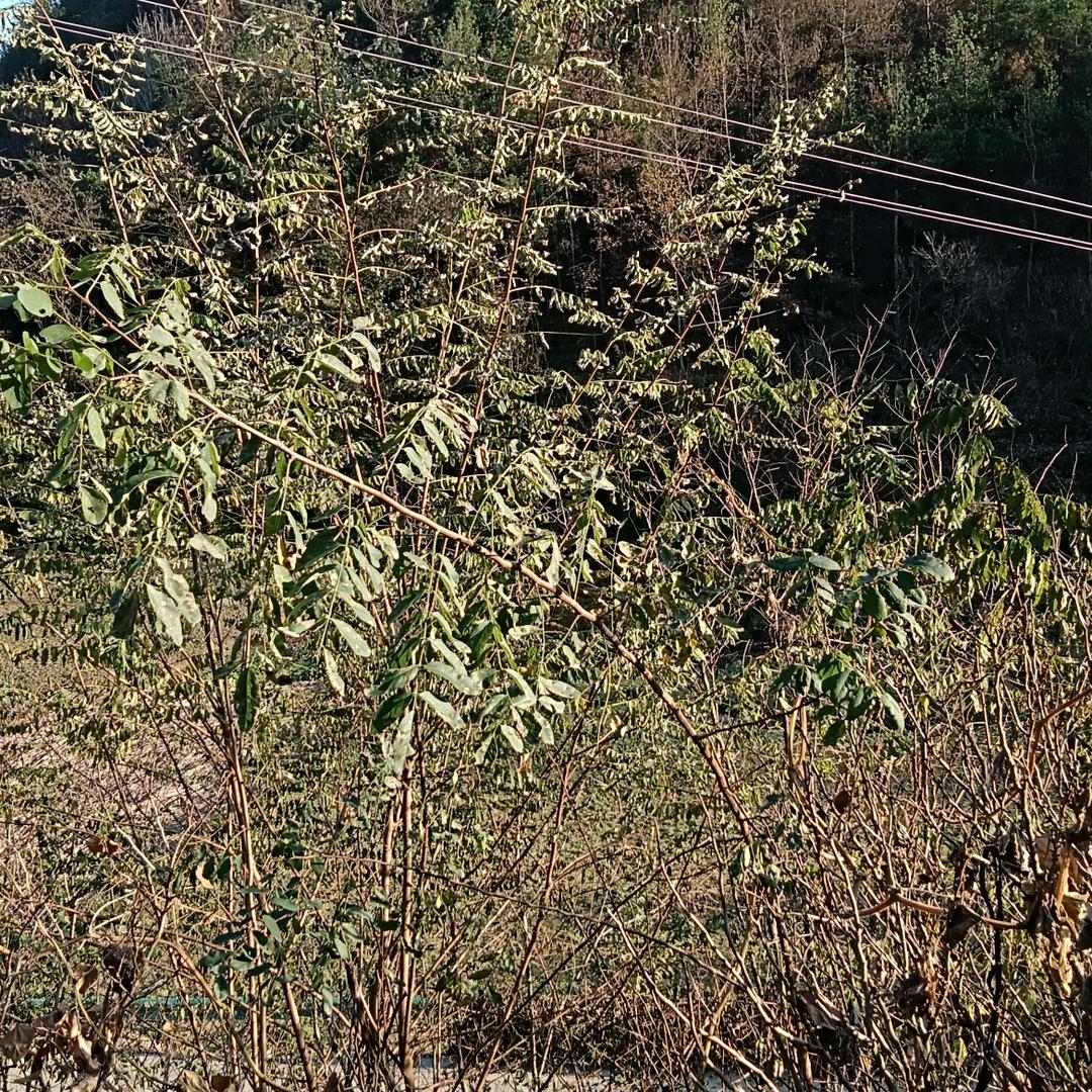 跨向2026<<一丝情缘>>