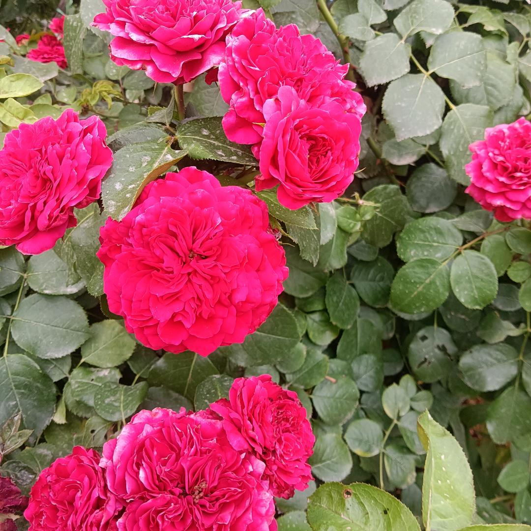 朵朵花开