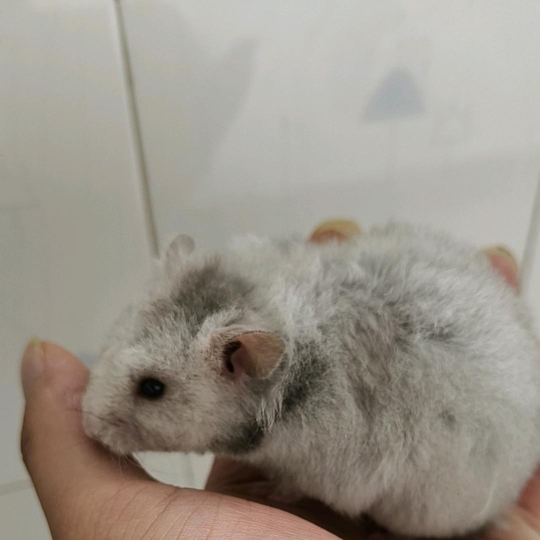 奶茶2855头像