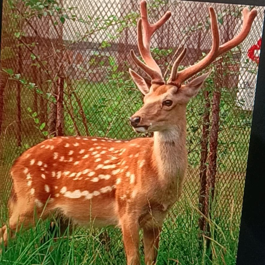 小鹿🦌基地