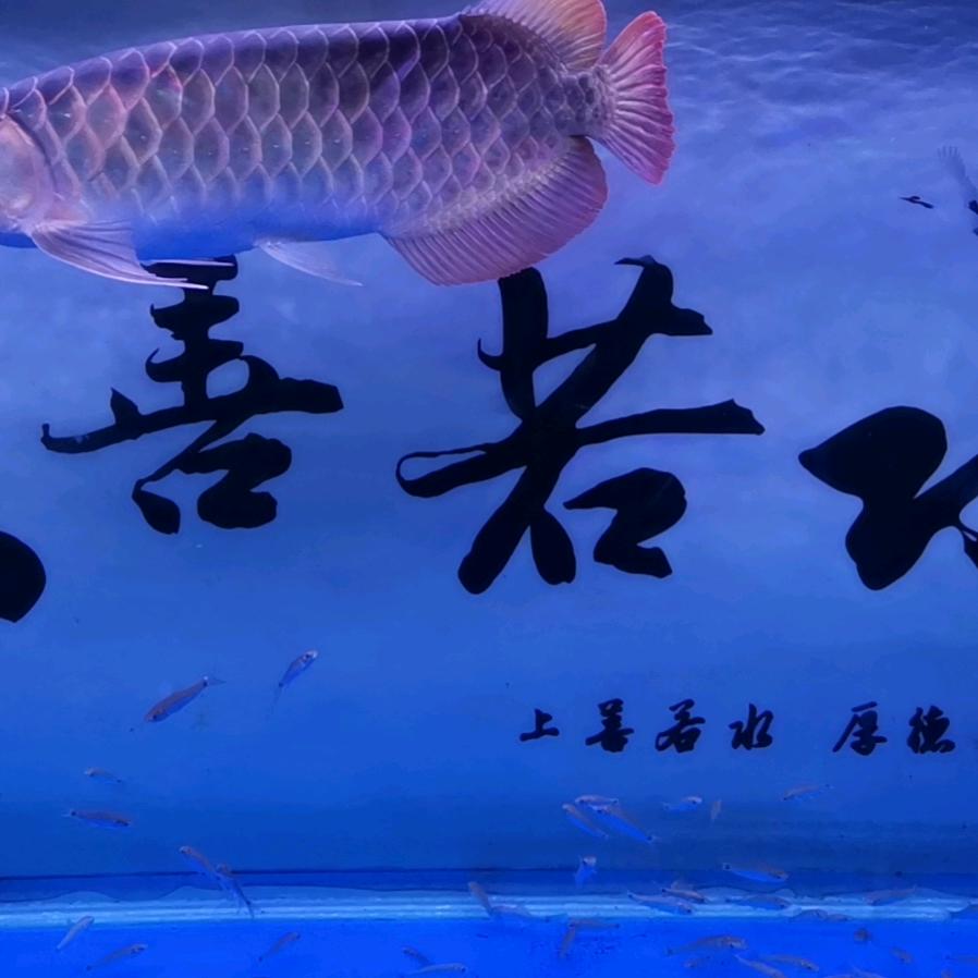 财哥