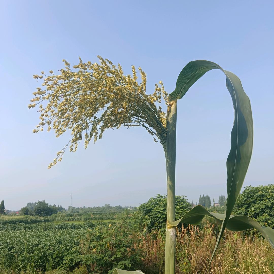 李维谷