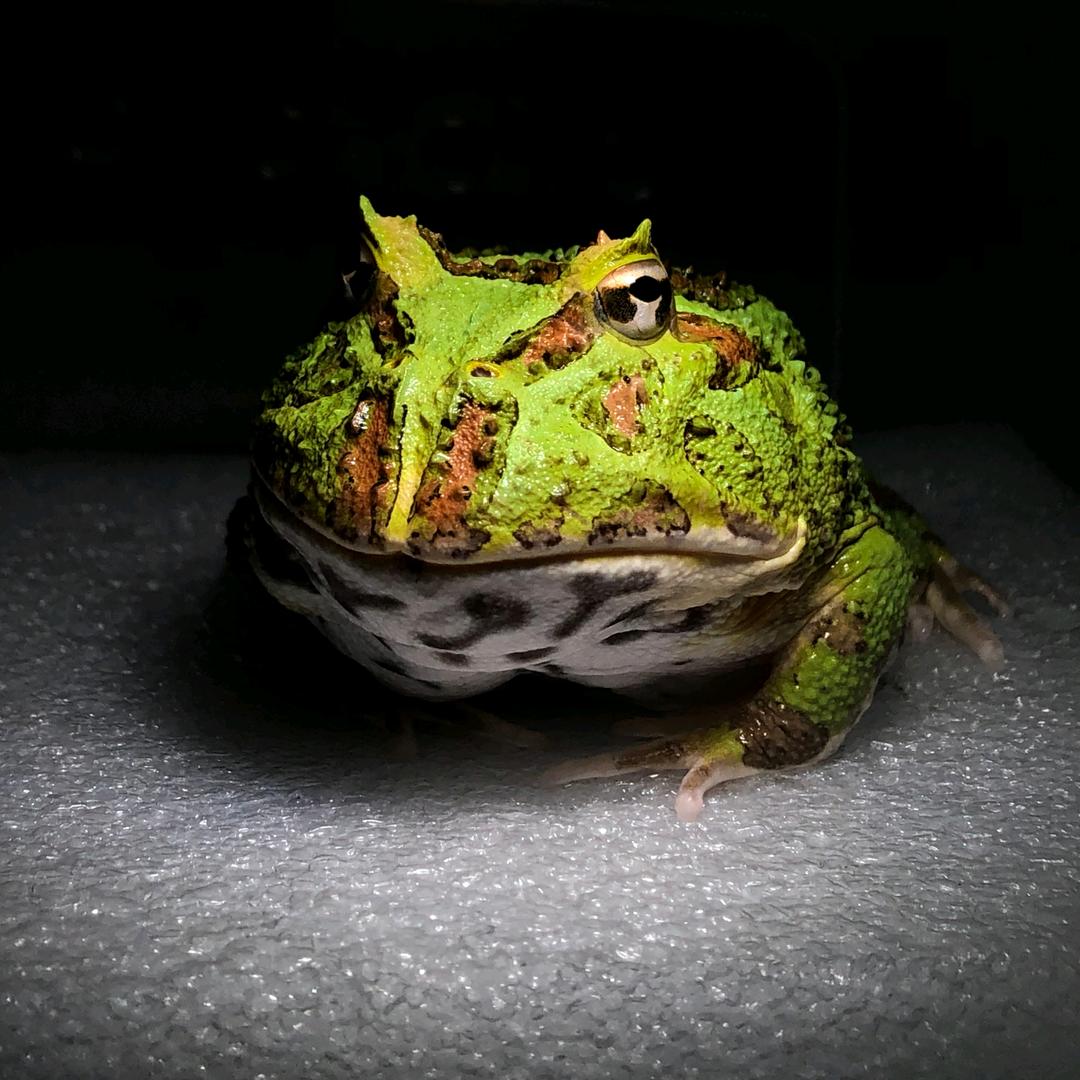 愣头青养宠日记