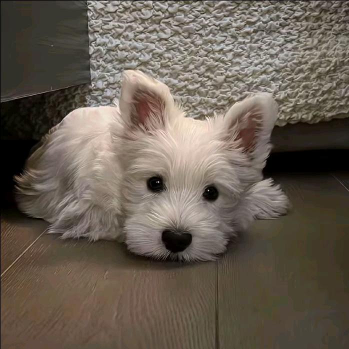 小新没蜡笔