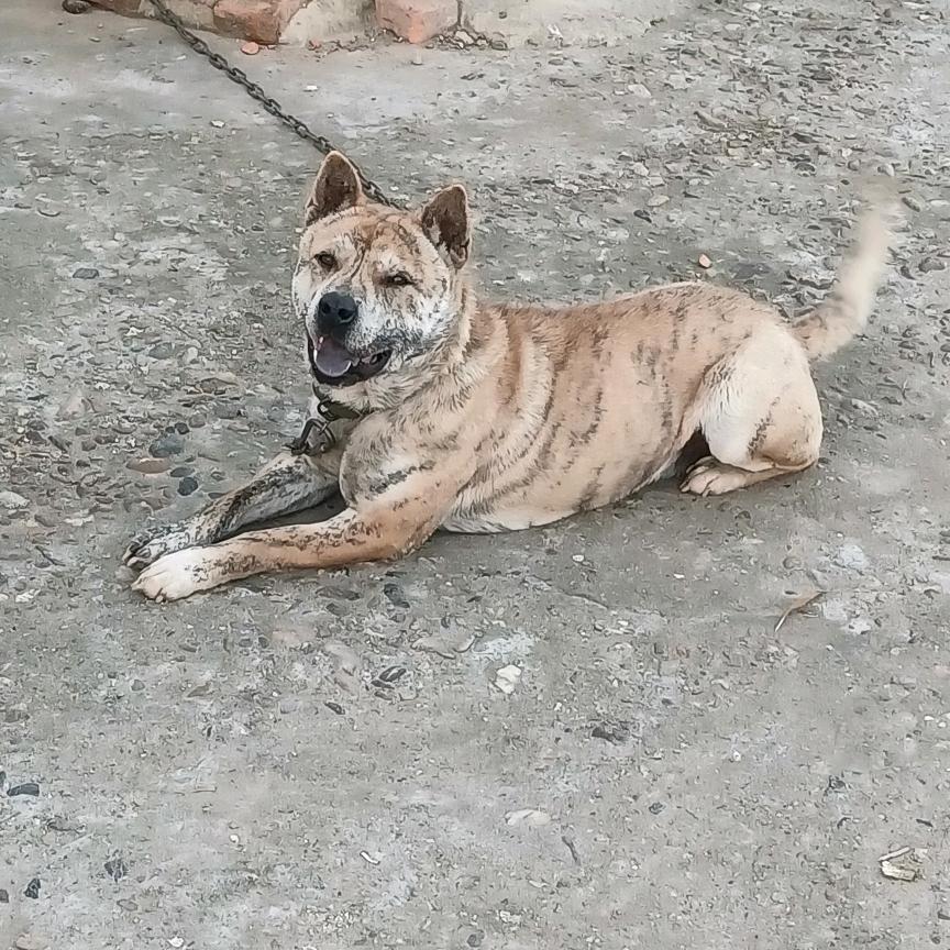 传统养殖鸡鸭鹅