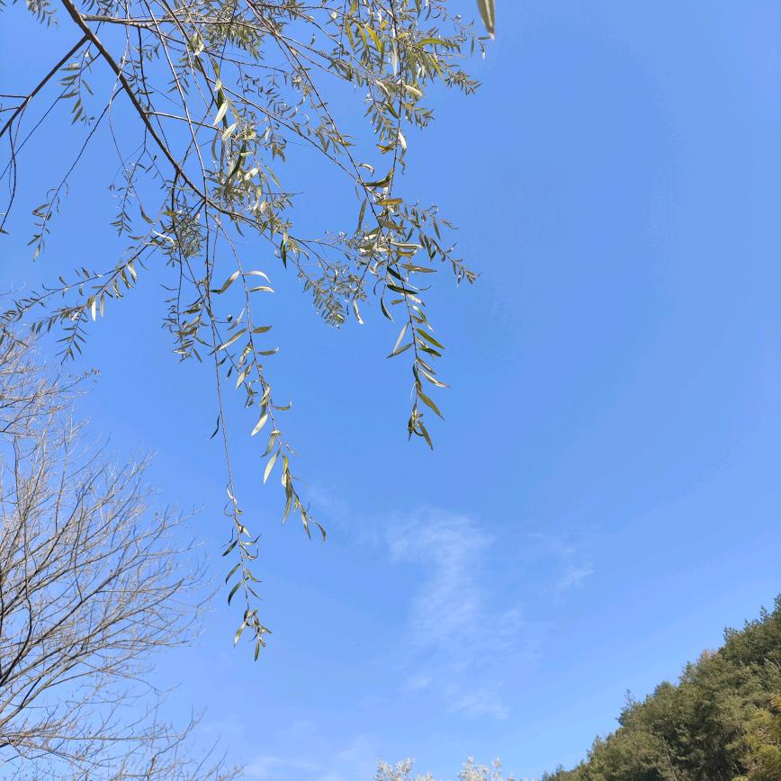 萧阳晴天