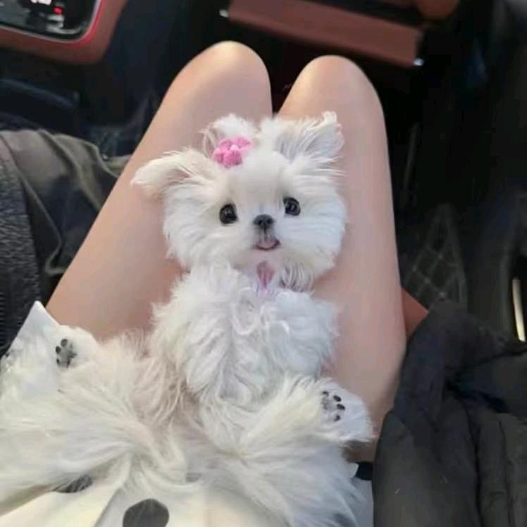 伊依姐姐
